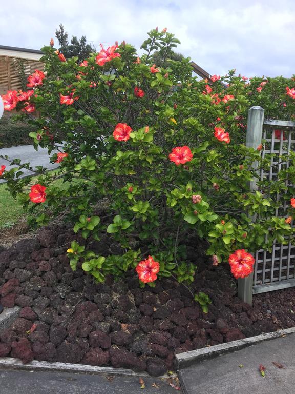Sunseeker - Motel Paihia